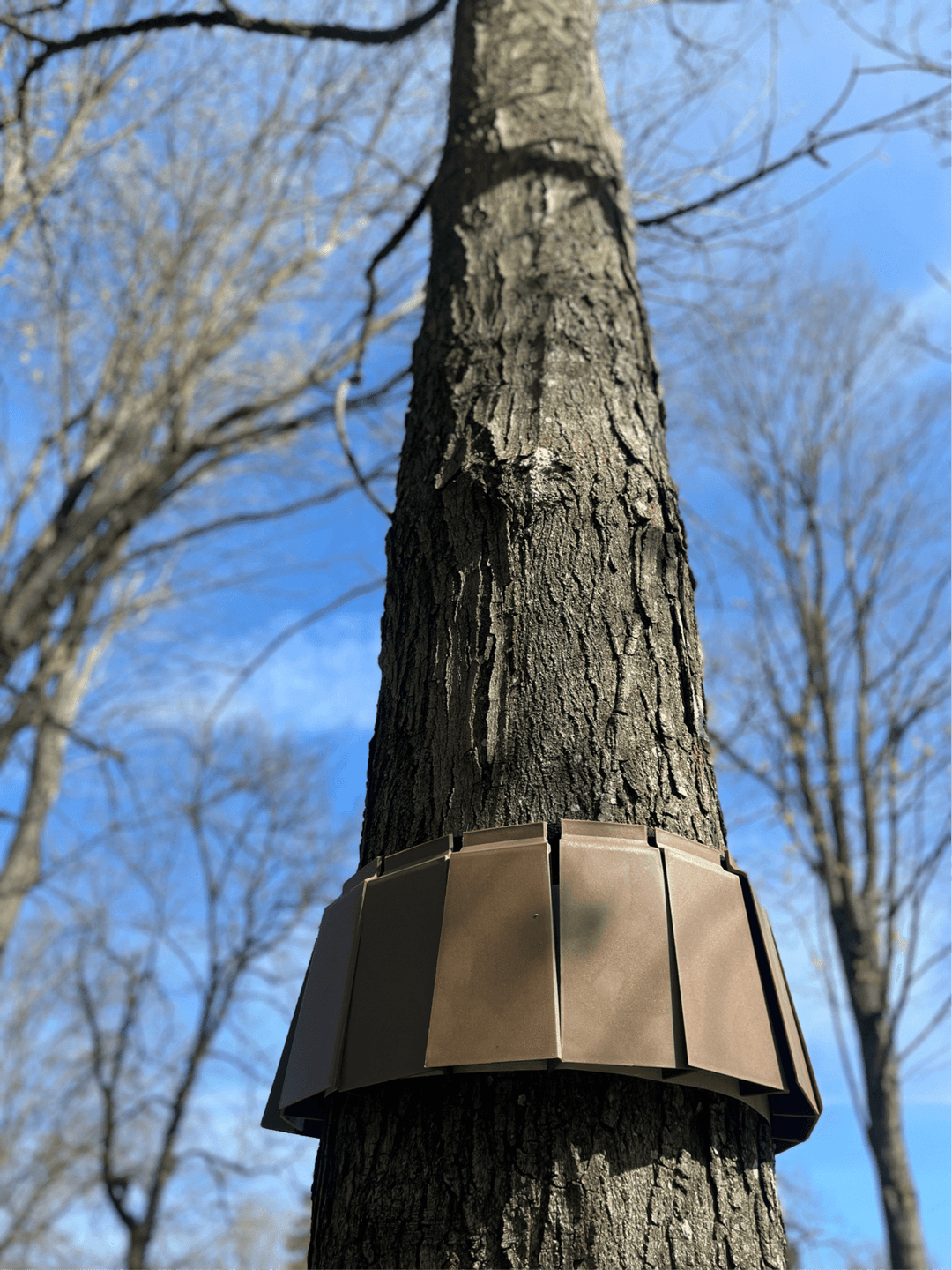 FOBA Traps Trap Spotted Lanternflies and Reduce Detrimental Bycatch