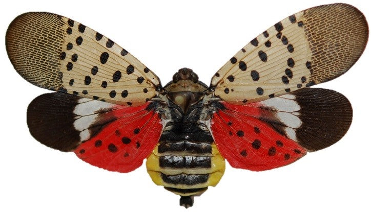 What a Spotted Lanternfly(Lycorma delicatula) looks like! How to identify Spotted Lanternflies